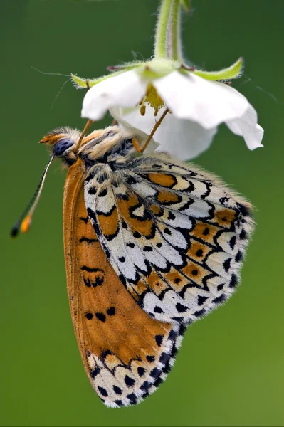 Yan vahşi kahverengi beyaz turuncu kelebek — Stok fotoğraf