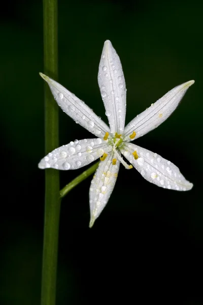 White flower allium ursinum — Stock Photo, Image