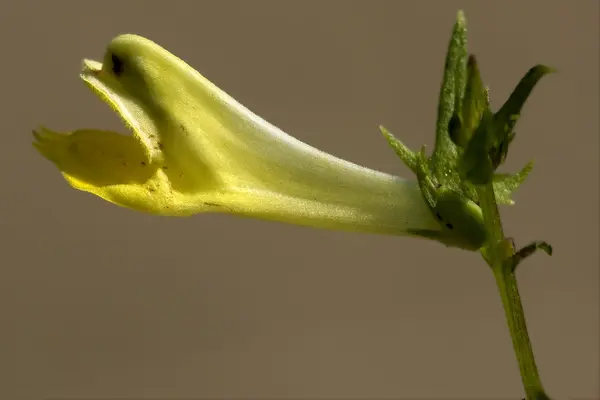 Yellow flower medicago falcata leguminose — Stock Photo, Image