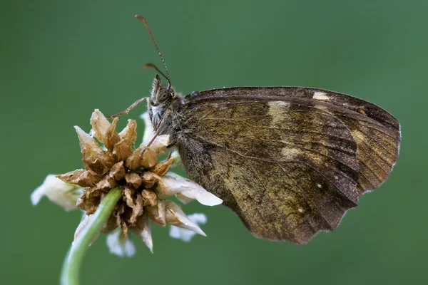 Hnědý motýl na květu — Stock fotografie