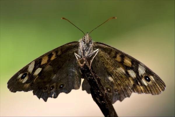 Vorderseite eines wilden Schmetterlings auf einem Ast — Stockfoto