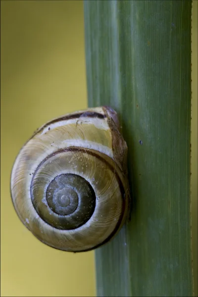 Gastropoda  phyla minori — Stock Photo, Image