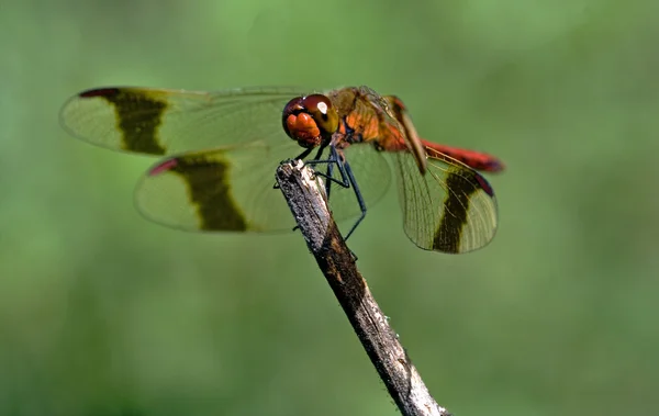 Vorderseite der wilden roten Libelle — Stockfoto