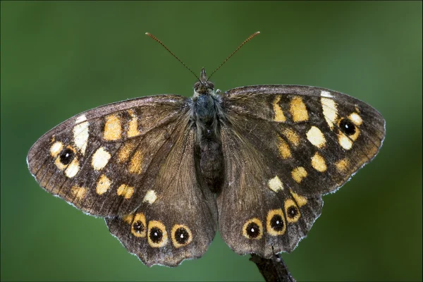 Grau orangefarbener Schmetterling auf einem braunen Zweig — Stockfoto