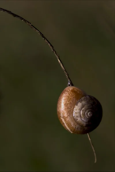 Phyla minori  in the bush — Stock Photo, Image