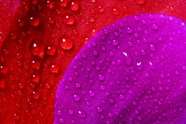 Red and violet texture — Stock Photo, Image