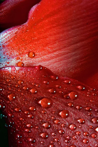 Red texture  rose — Stock Photo, Image