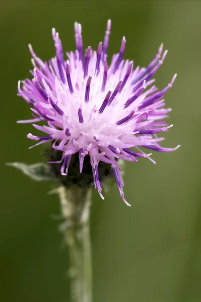 Serratula violeta tinctoria —  Fotos de Stock