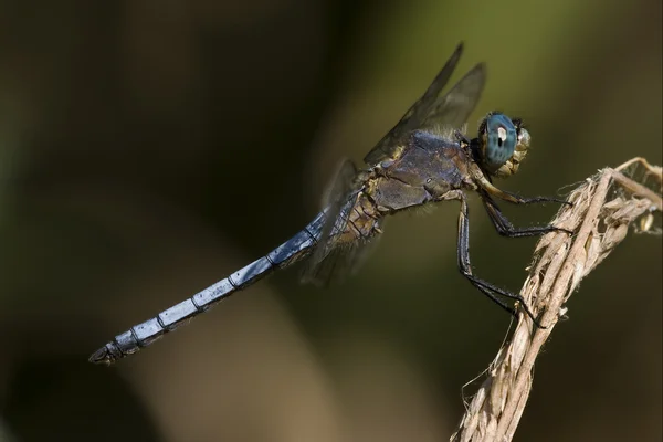 Wild blue dragonfly — Stock Photo, Image