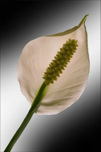 Anthurium Spatifillum jaune blanc — Photo