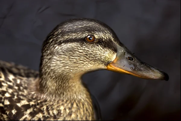Um pato de preto — Fotografia de Stock