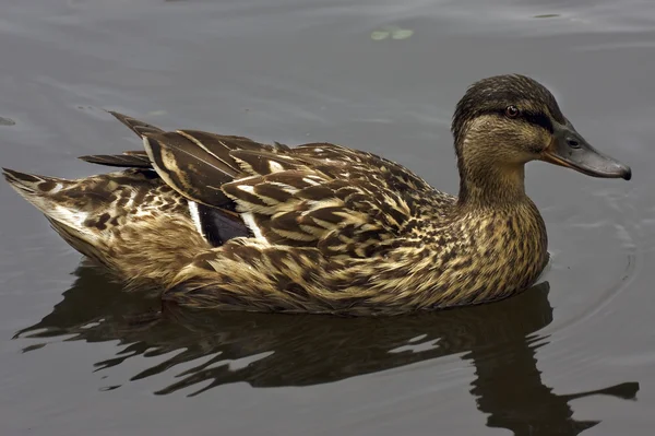 Un canard dans le lac — Photo