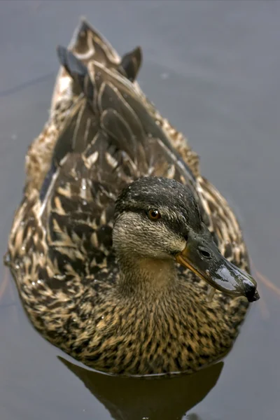 Canard brun dans le gris — Photo