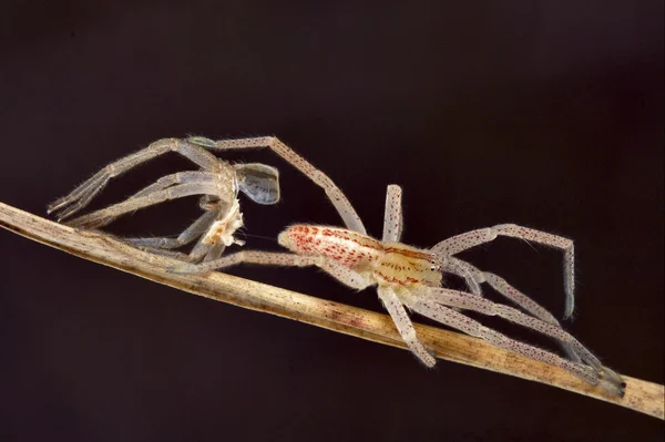 Смена паука — стоковое фото