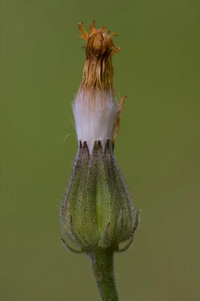 Fiore e bociolo — Stock Photo, Image