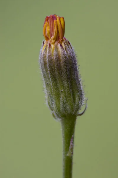 Petite fleur et vert — Photo