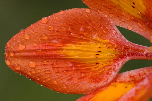Orizontal lily — Stock Photo, Image
