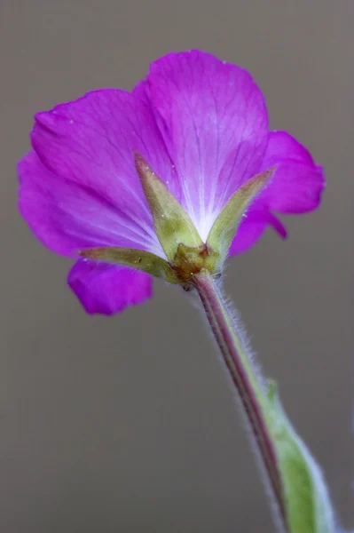 Rückseite der wilden violetten Nelke — Stockfoto