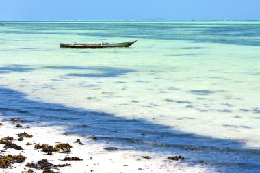 plaj zanzibar deniz yosunu okyanus Tanzanya    