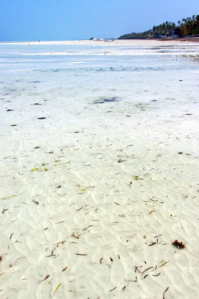 Mořské řasy pláž v zanzibar indický plachtění — Stock fotografie