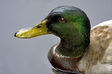 bir ördek gri