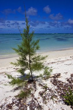 Mauritius Beach'te bush