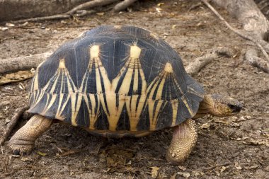 Madagaskar'ın kaplumbağa