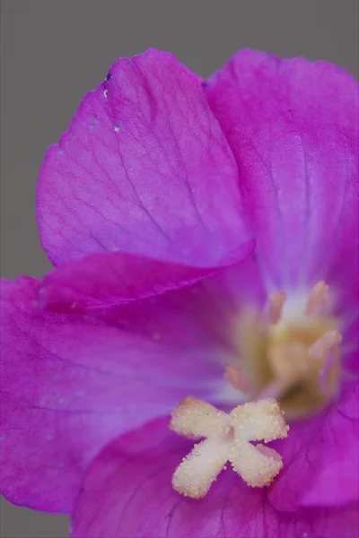 Cravo violeta selvagem — Fotografia de Stock