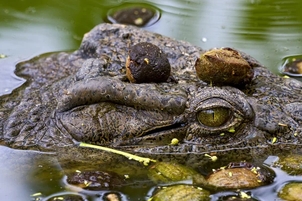 Крокодил в воде на Мадагаскаре, любопытно быть — стоковое фото