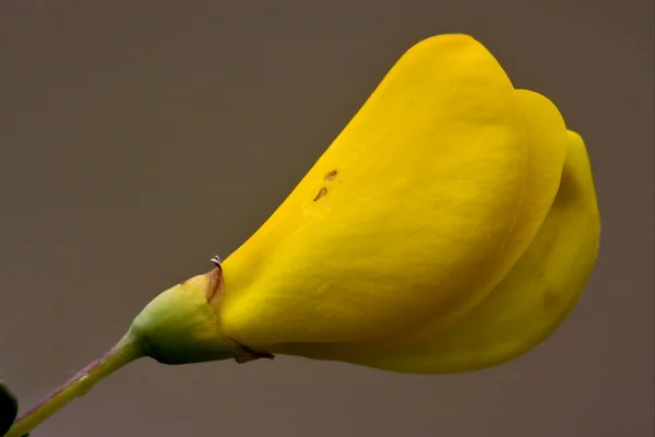 Ginestra Dei Carbonai — Stock Photo, Image