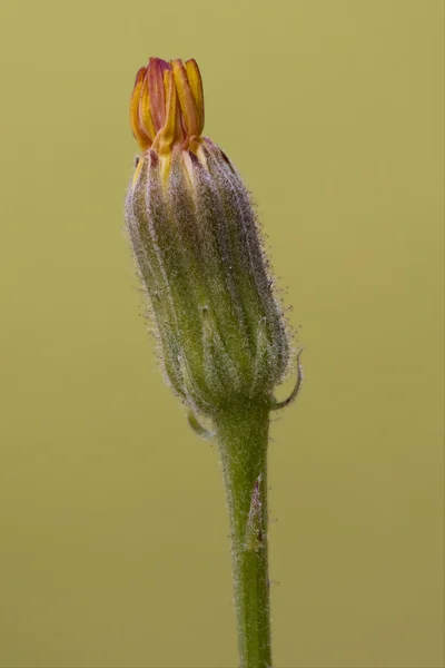 Petite fleur dans l'or — Photo