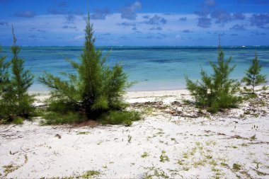 Mauritius Beach bush