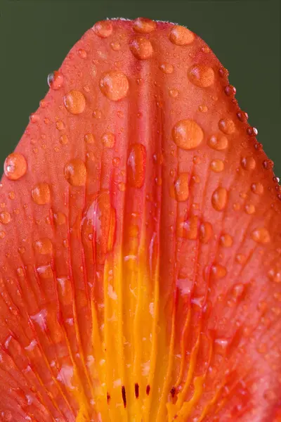 Part of a lily — Stock Photo, Image