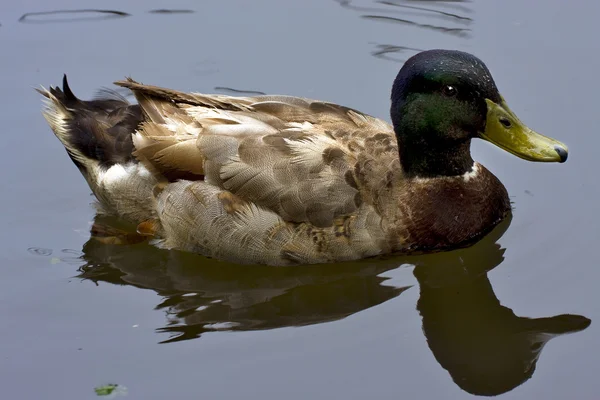 Réflexe d'un canard — Photo