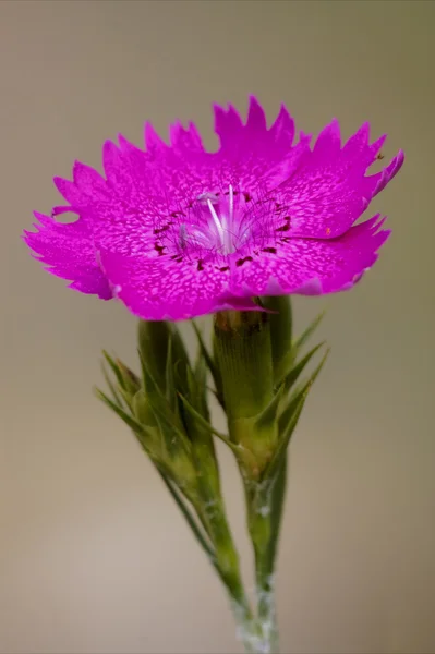 Mor karanfil epilobium hirstum sylvestris — Stok fotoğraf