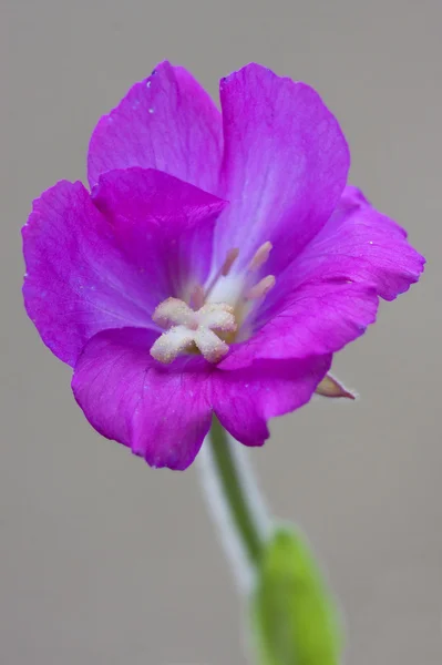 Œillet violet et gris — Photo