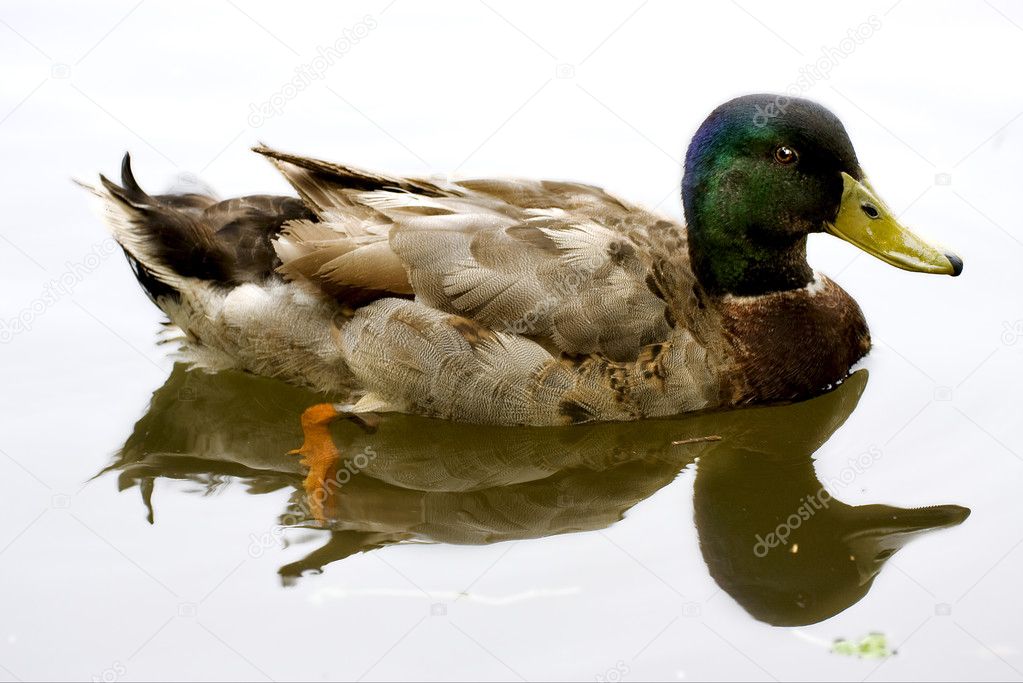 white lake brown duck