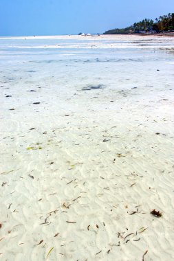 zanzibar Hint yelken Beach'te deniz yosunu