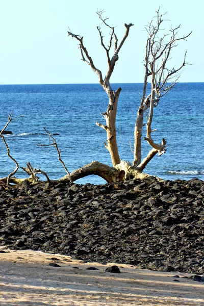 Árbol muerto andilana playa algas en el océano Índico — Foto de Stock