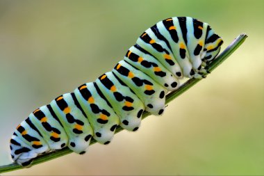 green caterpillar on a fennel clipart