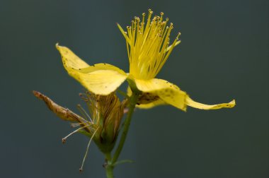  Hypericum gri