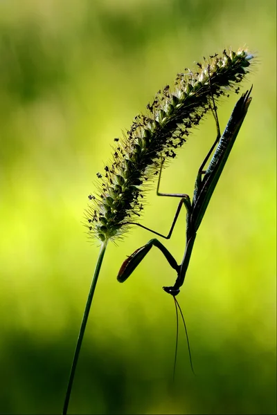 Mantis religiosa and shadow — Stock Photo, Image