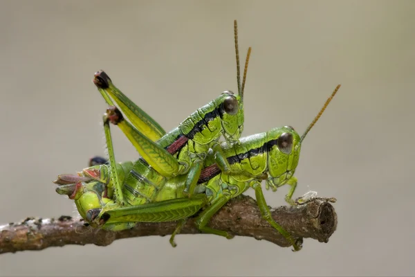 Riproduzione di cavalletta — Foto Stock