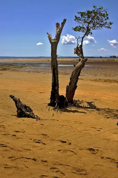 마다가스카르에서 Lokobe 나무 — 스톡 사진