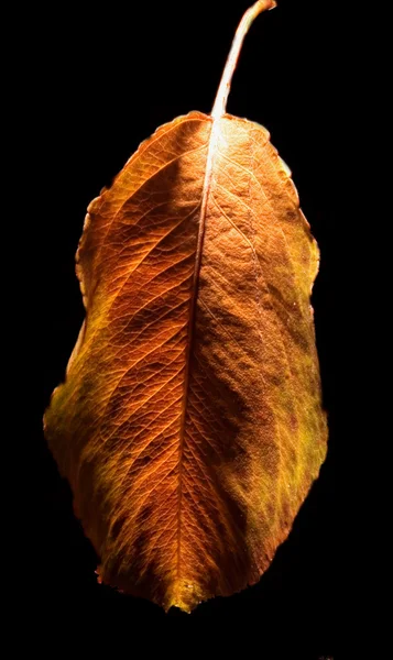 L'automne et la feuille — Photo