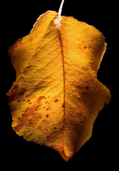 Blatt im Herbst — Stockfoto