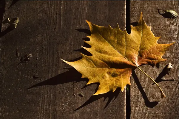 Une feuille en automne dans le bois — Photo