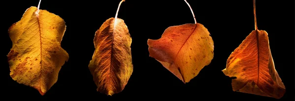 Blätter und Farben im Herbst — Stockfoto
