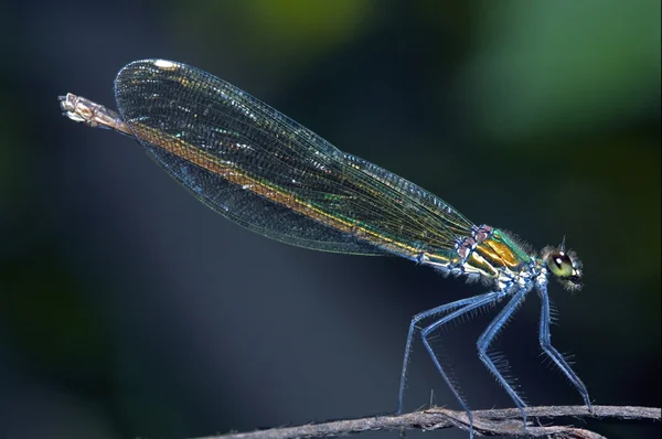 Coenagrionidae — Stock fotografie