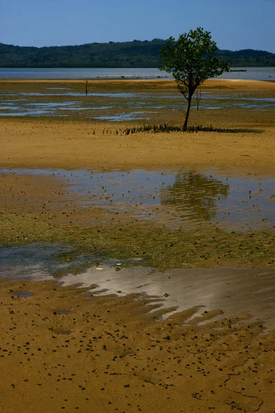 Árvore em lokobe — Fotografia de Stock